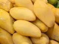 Stos dojrzałych, żółtych mango. Warto znać mango przeciwwskazania, zwłaszcza przy cukrzycy czy alergiach.