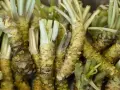 Korzenie chrzanu japońskiego, z których powstaje pasta. Czy wasabi jest ostre? Tak, ale jego ostrość jest ulotna i nie piecze w gardle.