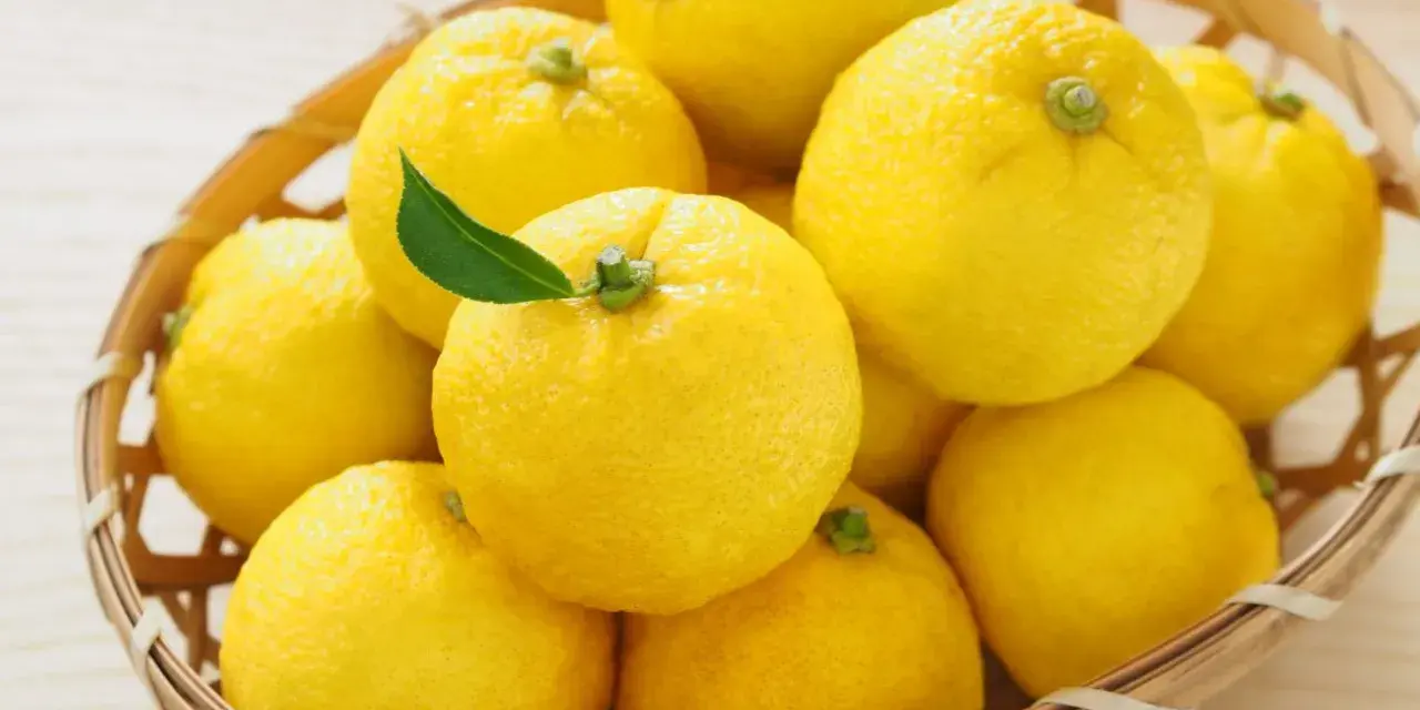 Kosz pełen żółtych owoców yuzu. To cytrusy o wyrazistym aromacie, często używane w kuchni azjatyckiej.