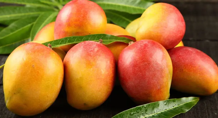 Kusza dojrzałych mango, gdzie rosną mango, na ciemnym drewnianym tle, otoczona zielonymi liśćmi.