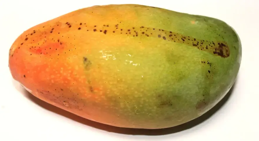 Okrągłe, owalne mango z przejściem kolorów od pomarańczowego do zielonego, z drobnymi, ciemnymi plamkami.