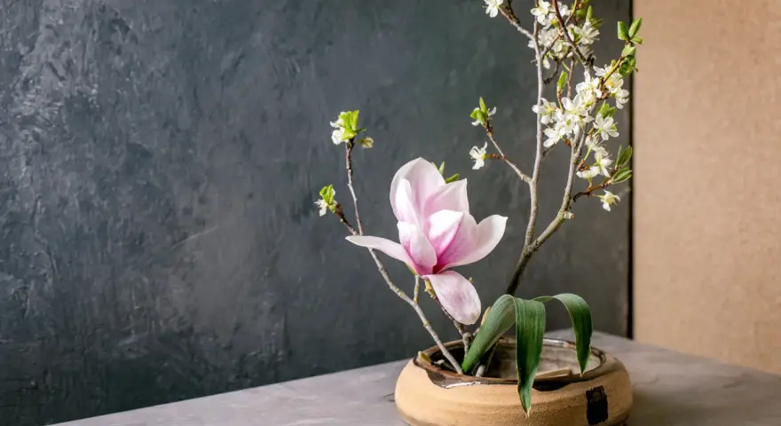Delikatne kompozycje ikebana: różowa magnolia i białe kwiaty na gałązkach, w ceramicznej misie.